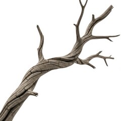 Obraz premium Curved Weathered Tree Branch Isolated On White Background.