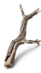 Obraz premium Minimalist dried branch on a white studio background.