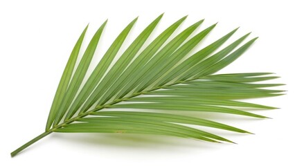 Fototapeta premium Single Palm Leaf Frond on White Background.