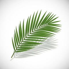 Obraz premium Single Palm Frond Leaf with Shadow on White Background.