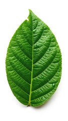 Obraz premium Vibrant Green Leaf with Prominent Vein Texture.