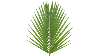 Obraz premium Vibrant Palm Leaf Frond on White Background.
