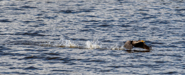 A cormorant splashes across the water leaving a wake while preparing for takeoff