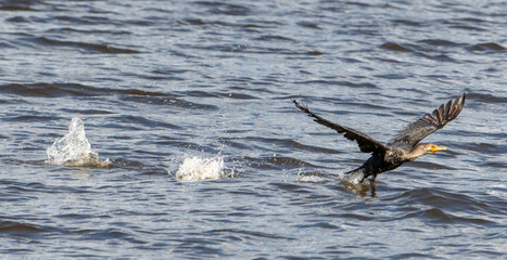 A racing cormorant leaves a wake while speeding across the water 