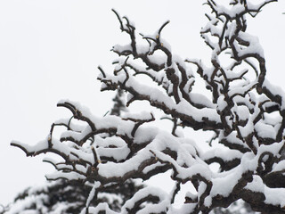 Dai Temple ancient buildings and historical sites in heavy snow