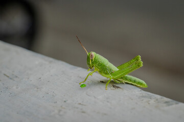Close-up of Green Grasshopper on Concrete Surface, Nature Macro Shot
