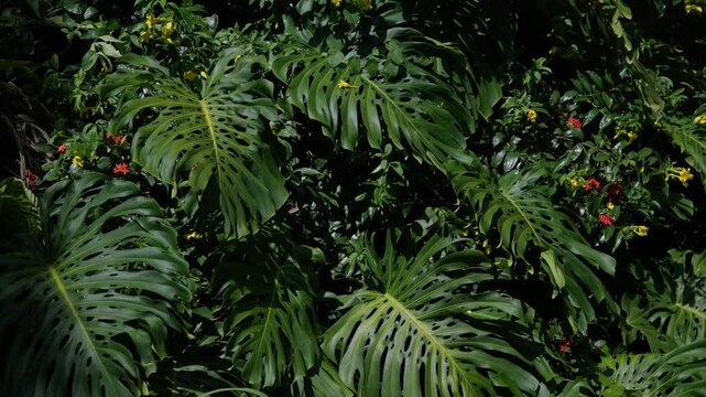 Lush Tropical Rainforest Foliage in Hawaii