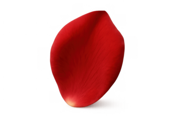 Red rose petal falling, symbolizing romance, love, and passion, transparent background for easy use