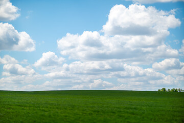 Grass clouds sky bright summer day over vast green meadow with copy space