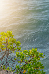 Tropical Coastal Plant Overlooking Calm Ocean Waters