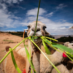Llama Eating Grass © Mark