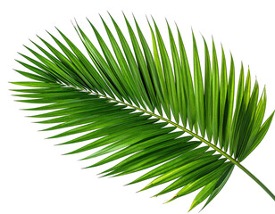 Obraz premium Close-up of a vibrant, tropical palm frond against a stark black backdrop