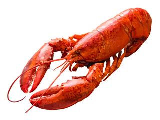 ロブスター（ボイル）
