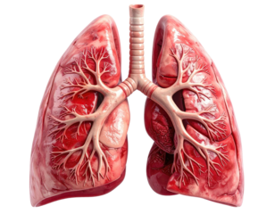 A detailed, frontal medical illustration of human lungs and airways