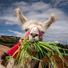 Llama Eating Grass © Mark