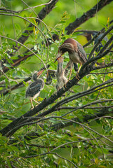 A green heron feeds its chicks on the branches of a tree near its nest