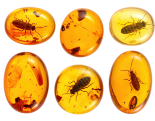 Six oval amber pieces, each containing a preserved insect