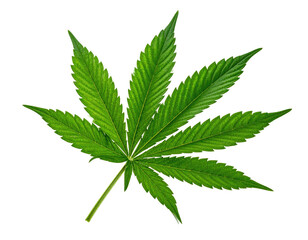 Isolated, vibrant green, seven-lobed leaf on a stark black background