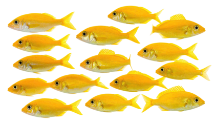 A school of small, yellow fish swimming together on a black background