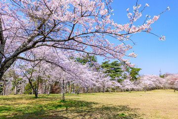 Fototapeta premium 宮城県七ヶ浜町 春の君ケ岡公園 
