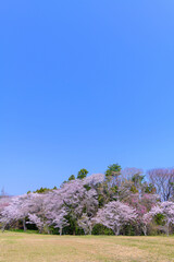 宮城県七ヶ浜町 春の君ケ岡公園
