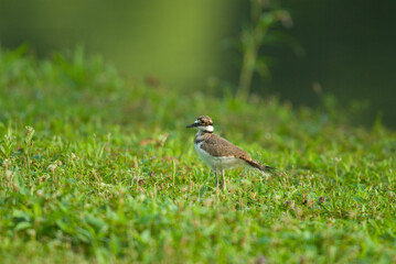Killdeer chick walks through cut grass at the edge of a pond