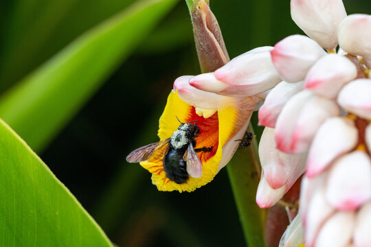Abelha mamangava (g&ecirc;nero Bombus)