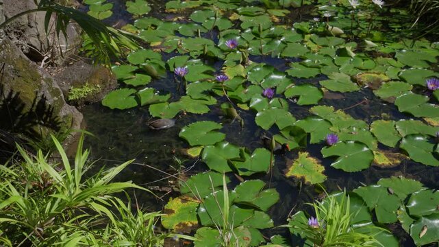 Endemic Hawaiian Gallinule (ʻAlae ʻula) in a Tropical Lily Pond on Oahu