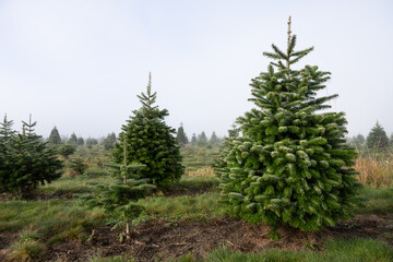 Foggy winter day on u-cut Christmas tree farm, rows of sheared fir trees for sale to choose from, holiday traditions, small young trees planted to replace harvested trees
