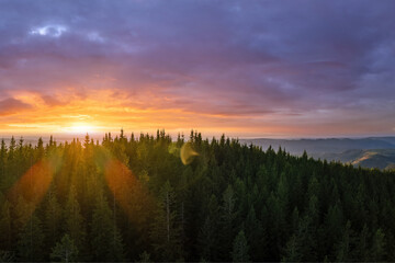 Naklejka premium Dark pine forest illuminated with bright setting sun. Aerial view of colorful sunset in wild mountains. Beautiful nature landscape
