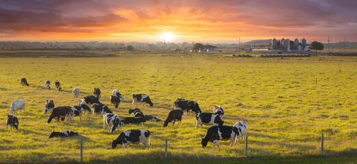 Free range milk cows grazing on farm pasture. Feeding of cattle on farmland grassland © bilanol