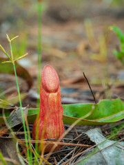 Close-up of a Red Nepenthes (Pitcher Plant) Growing Wild in a Tropical Forest.
