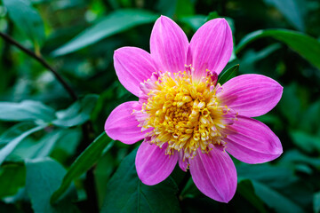 Obraz premium Pale pink dahlia with a yellow center blooming beautifully in the garden.