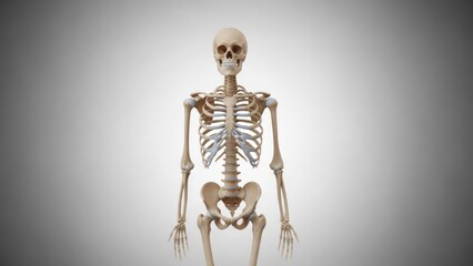 Anatomical render of a human skeleton, frontal view, on a subtle gradient