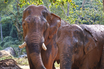 Fototapeta premium Large brown Asian elephant with white tusks standing calm near friend in green tropical jungle nature environment, expressing gentle friendly emotion and wild animal connection outdoors