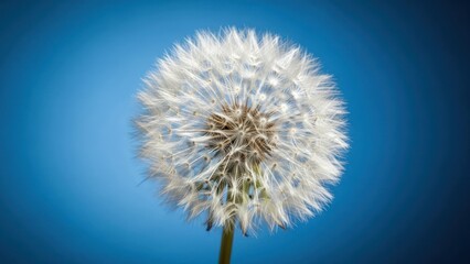Close-up of a white, fluffy dandelion seedhead against a vibrant blue gradient