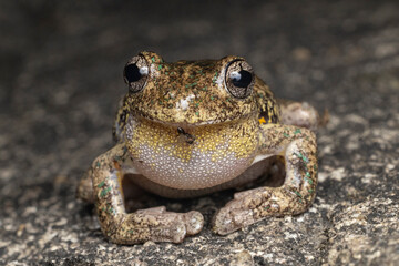 Australian Peron's or Emerald spotted Tree Frog calling