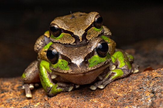 Australian Blue Mountains Tree Frogs in amplexus