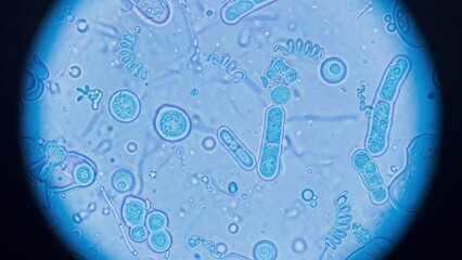 Detailed microscopic analysis showcasing diverse unicellular life forms in a vibrant fluid medium © Bangsat