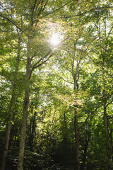 Obraz premium Sunlight filtering through tall forest trees at Turkey Run State Park in Indiana