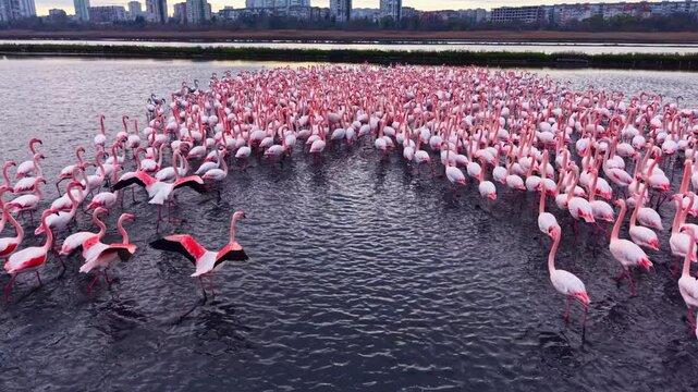 A flock of graceful flamingos forms a stunning circular pattern in the calm waters of a wetland.