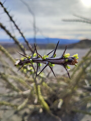 Anza Borrego State Park