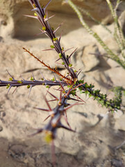 Anza Borrego State Park