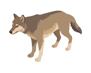 Wolf, flat 2D isometric cartoon vector image isolated on white background.