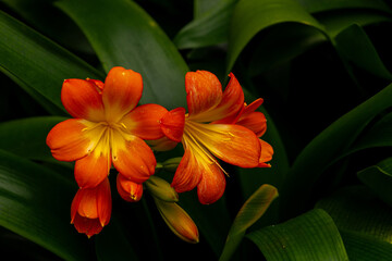Obraz premium Close up of natal lily flowers clivia miniata flowers in bloom