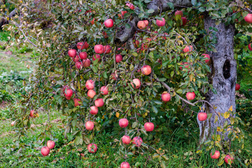View of a Fuji apple orchard in bright red in late autumn.