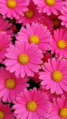 Fototapeta premium Beautiful pink flowers with yellow centers. Vibrant pink daisies in full bloom
