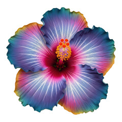 Vibrant multicolored hibiscus flower isolated on transparent background
