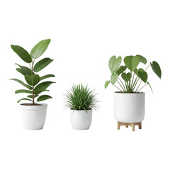 Obraz premium Three potted plants with green leaves on white pots and wooden stand isolated on transparent background