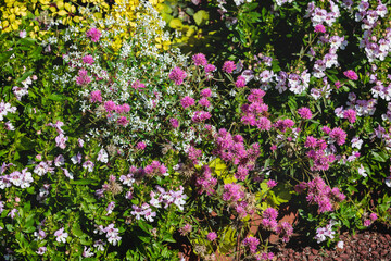 Beautiful flowers blooming in the autumn garden.